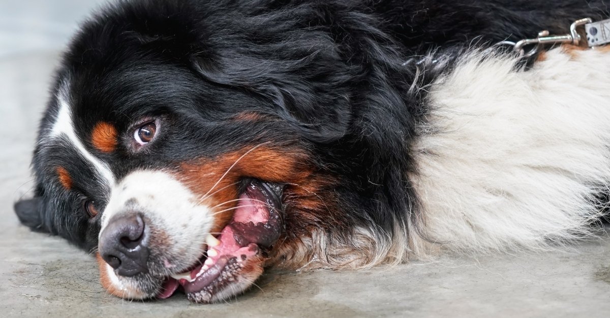 Tired / bored Bernese Mountain Dog laying on concrete floor indoor