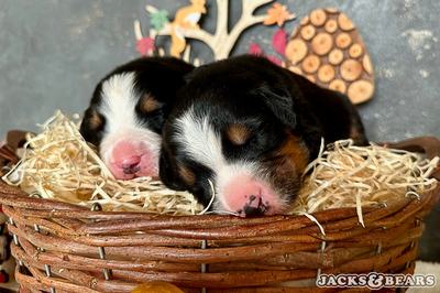 berni pásztorkutya kölykök