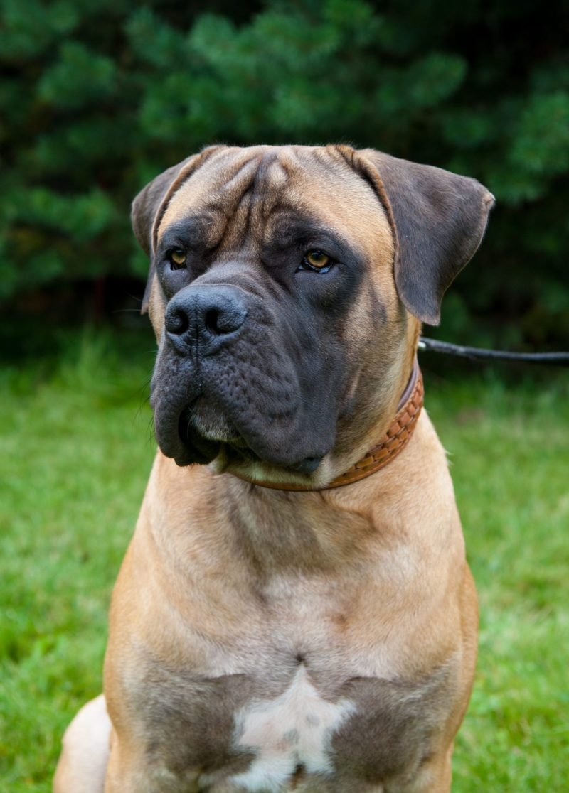 2023_11_boerboel3-scaled-e1700221802682.jpg