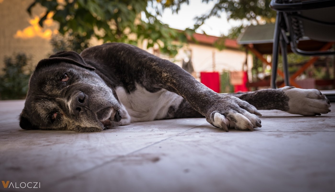 cane corso Válóczi borító