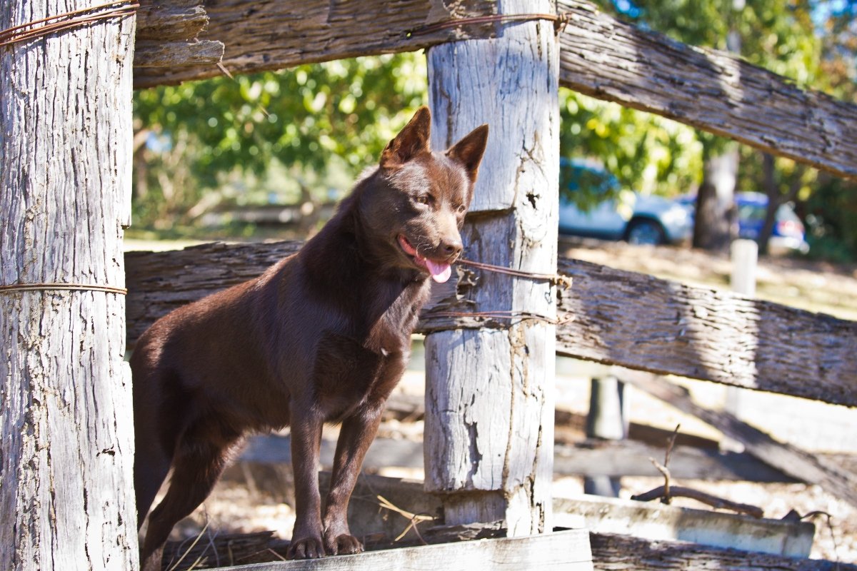 ausztrál kelpie