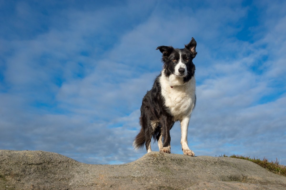 border collie