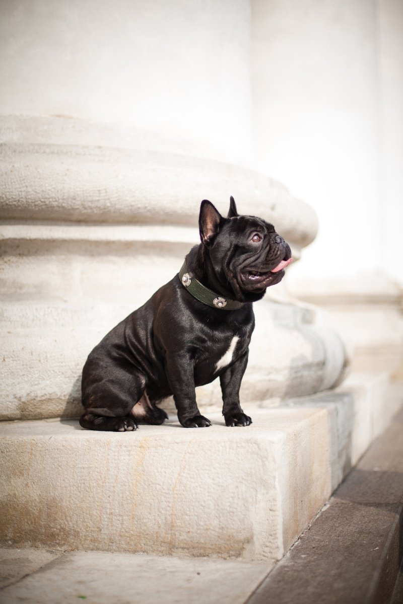 francia bulldog