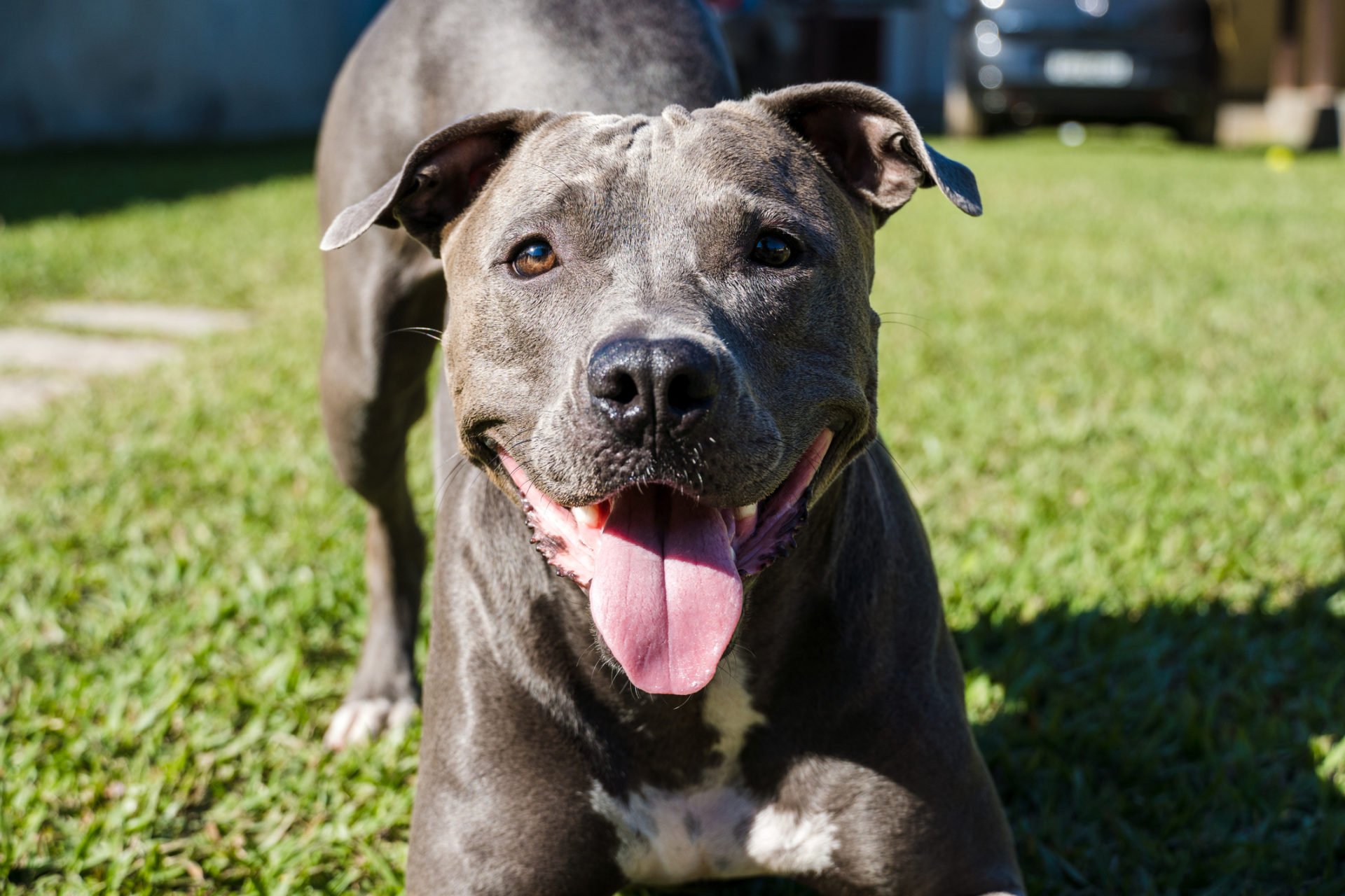 Pit bull dog playing in the garden of the house. Running and catching the ball. Sunny day