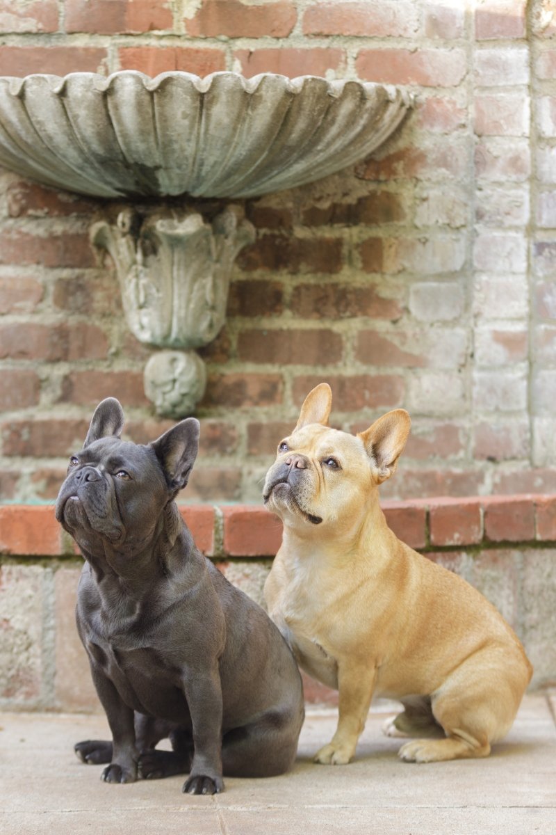 francia bulldog