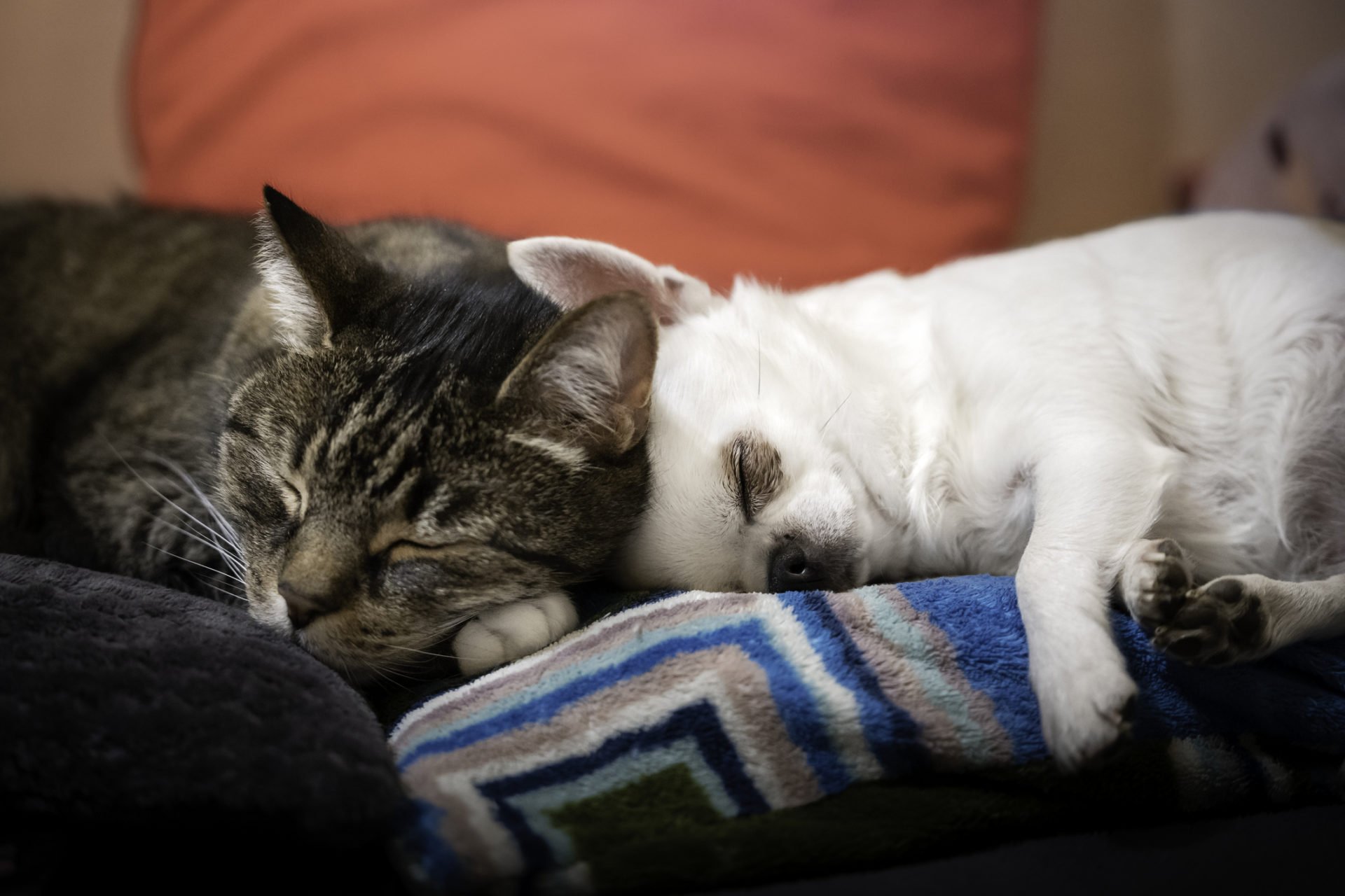 Cat and dog - a joint nap