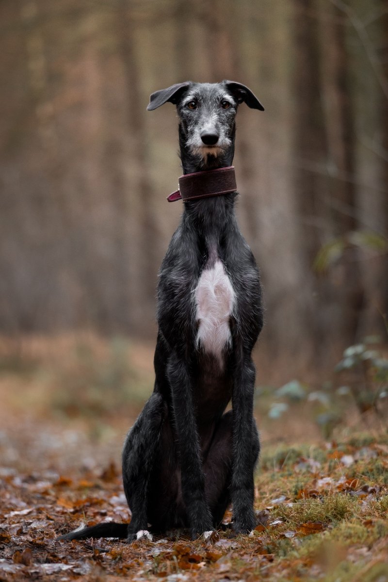 galgo spanyol agár