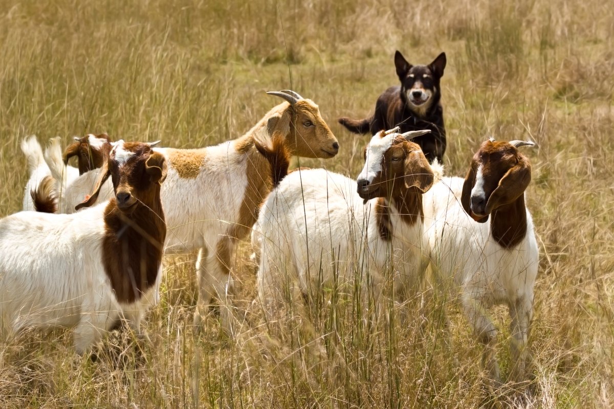 ausztrál kelpie