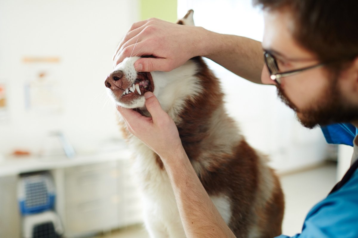 állatorvos husky fogak borító