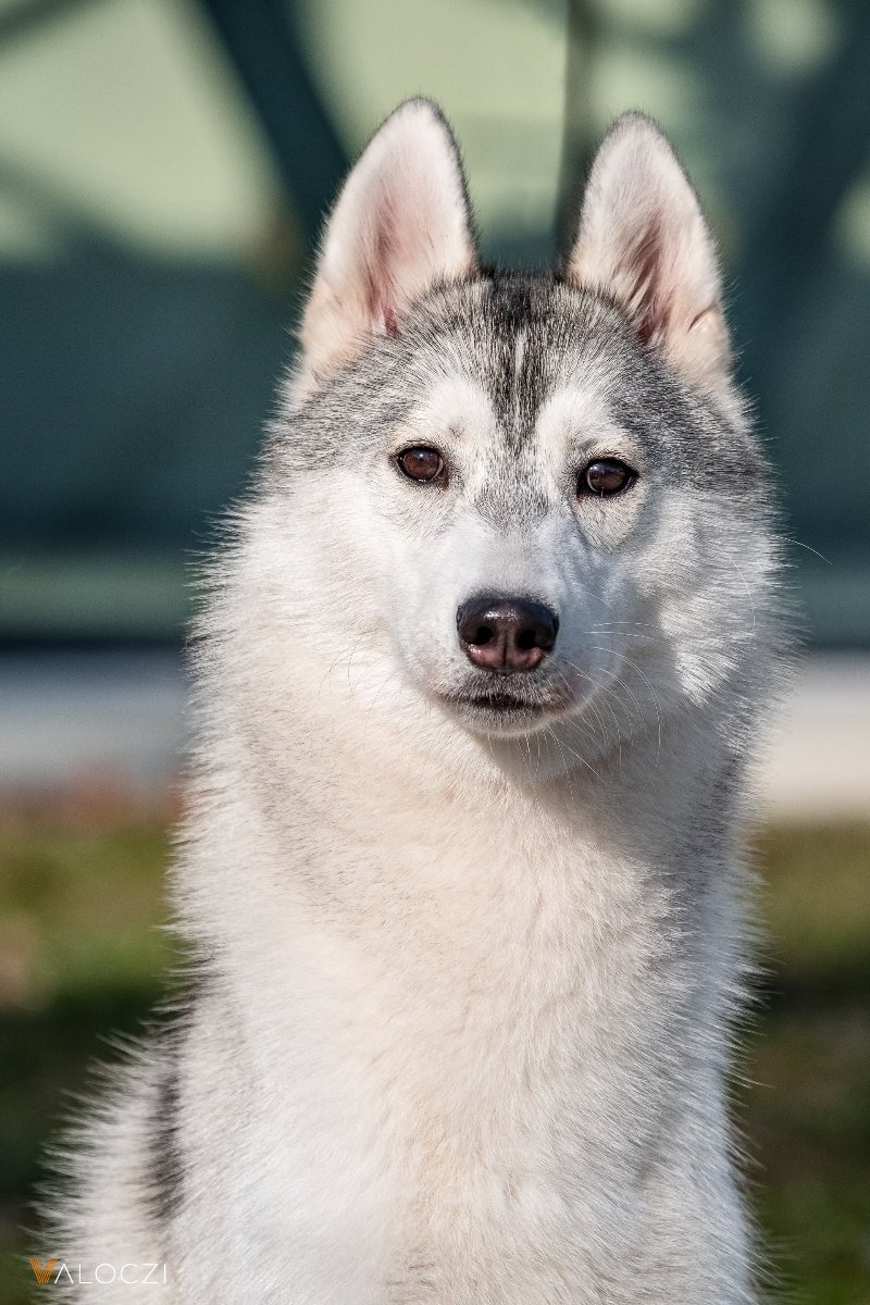 husky Válóczi