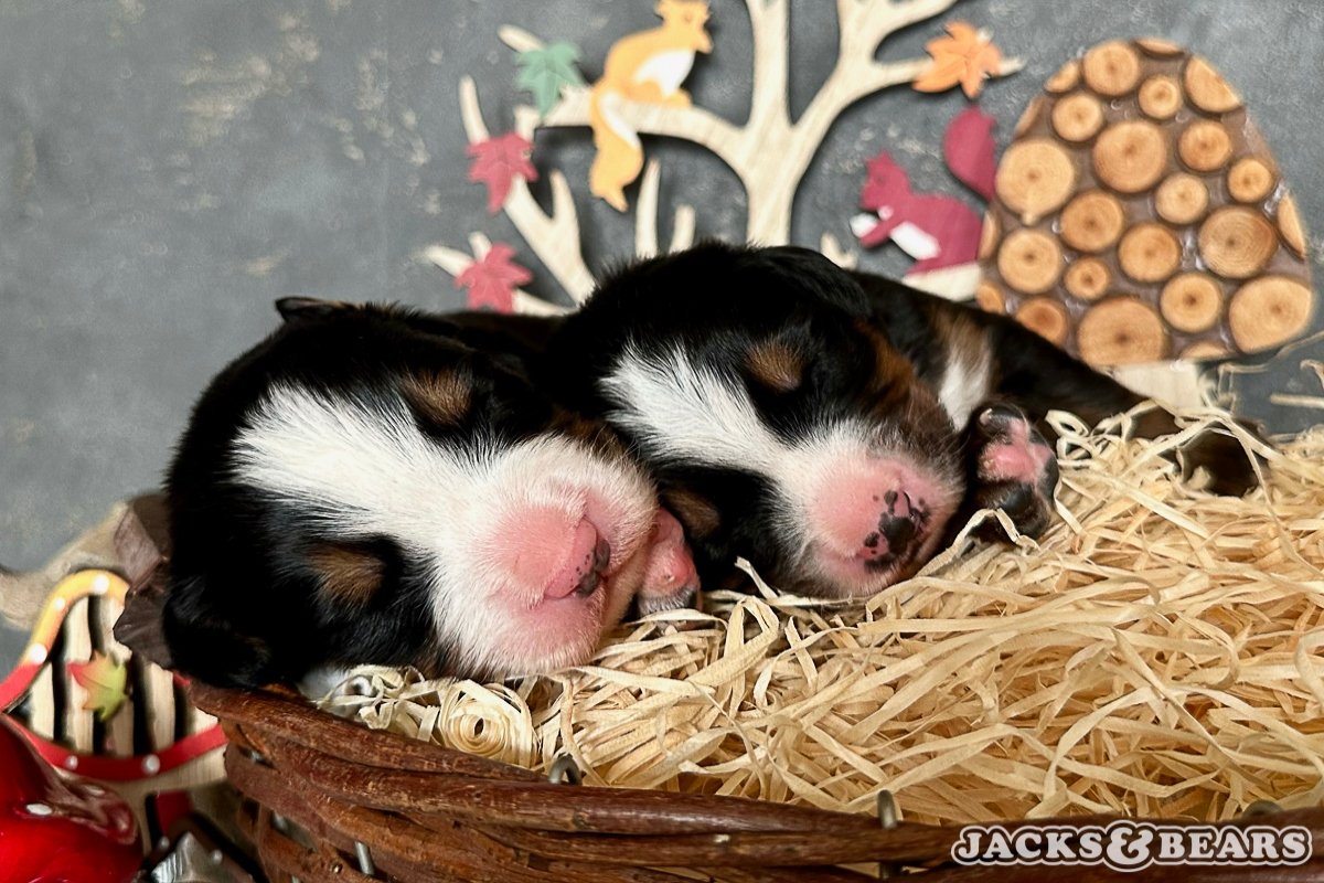 jacks&bears berni pásztor kölykök