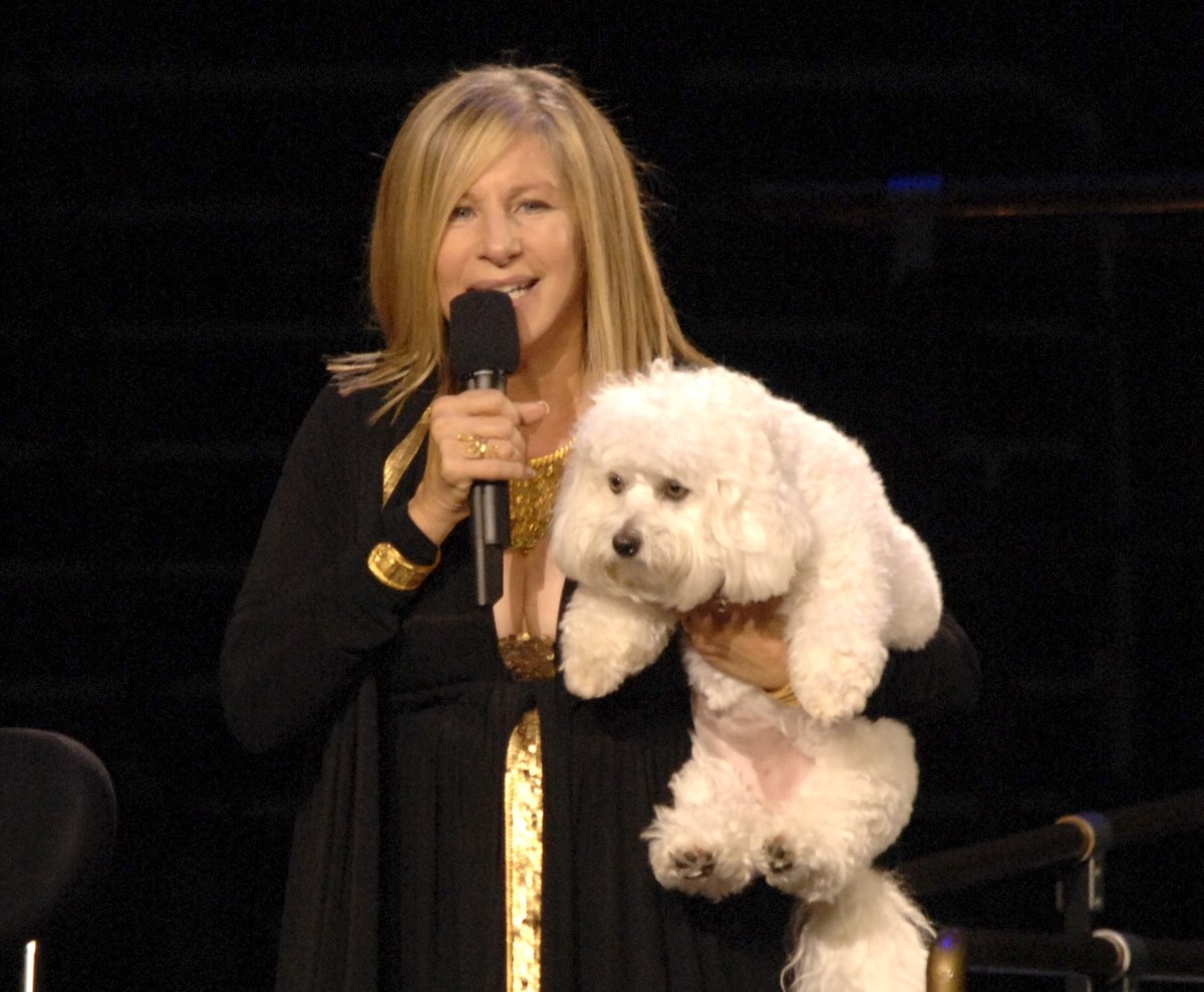 streisandkesz