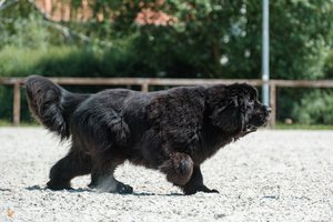 újfundlandi Válóczi (1)