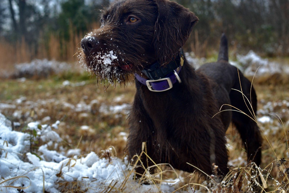 pudelpointer