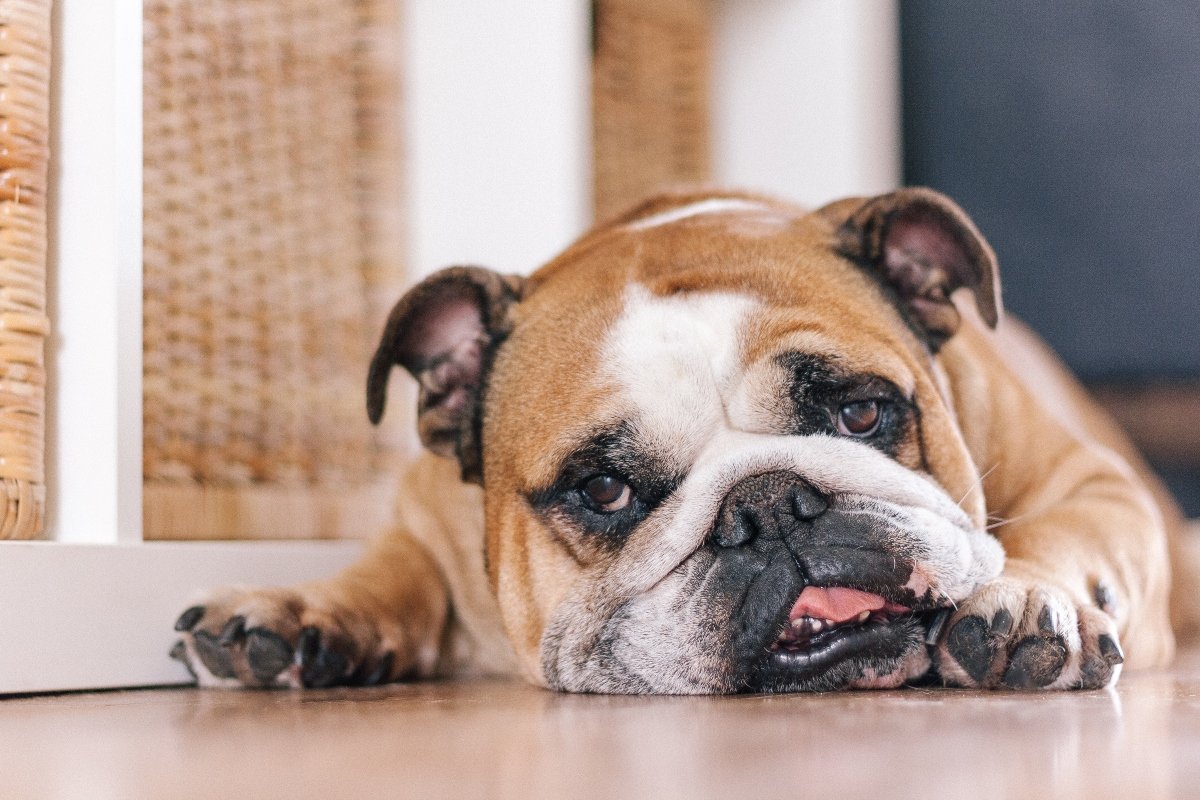 angol bulldog borító