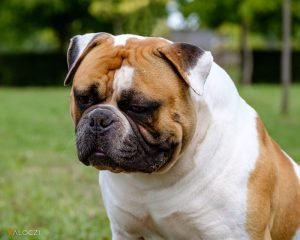 2023_12_bullybelso-300x240.jpg