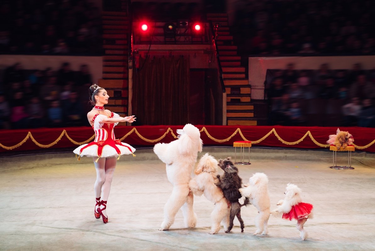 Dogs Performance in the Circus