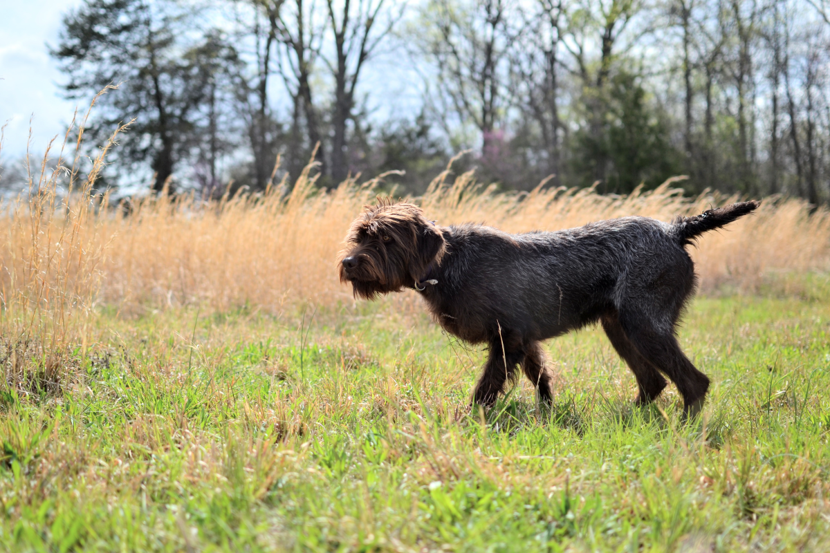 pudelpointer