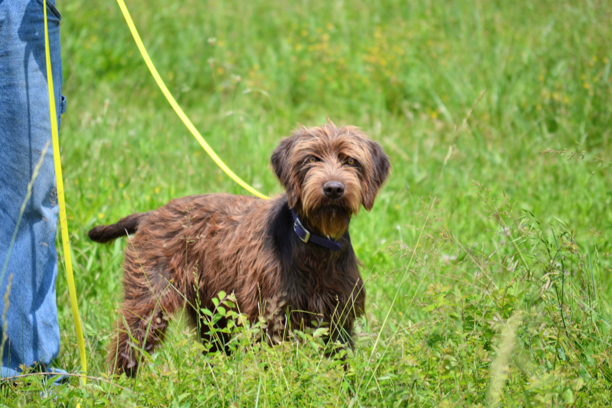 pudelpointer