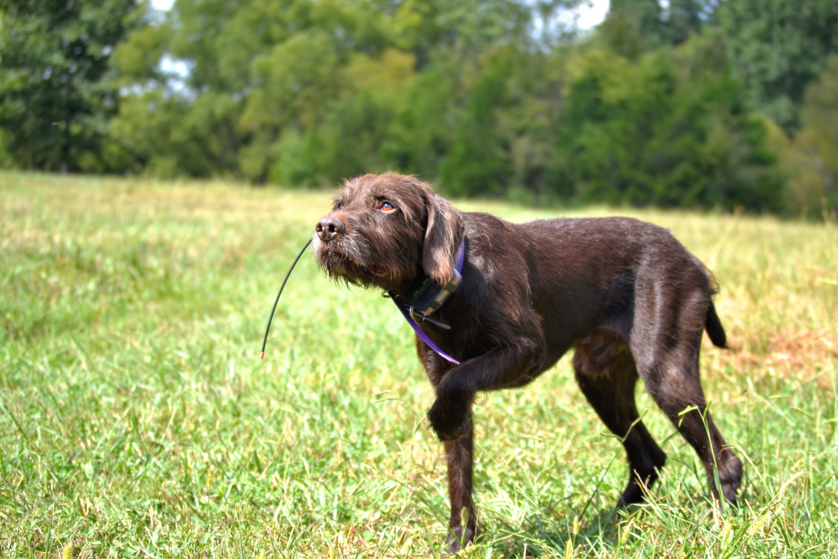 pudelpointer