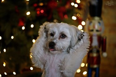 Fehér kutyus karácsonyfával