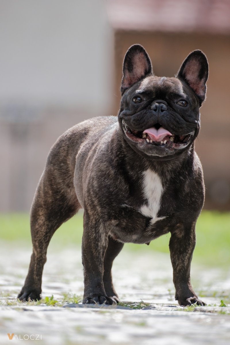 francia bulldog Válóczi
