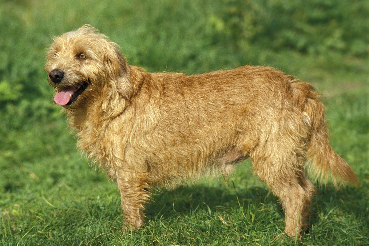 Bretagne-i cserszínű basset