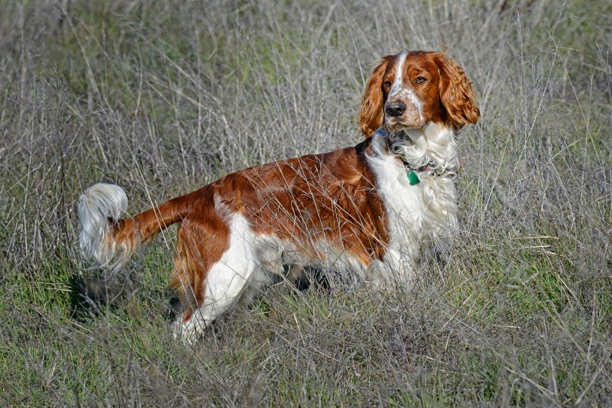 welsh springer spániel