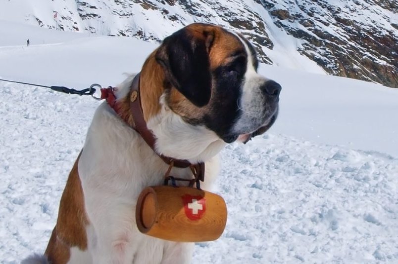 This is why Saint Bernard dogs are depicted with a barrel