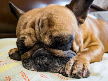 Francia bulldog alszik