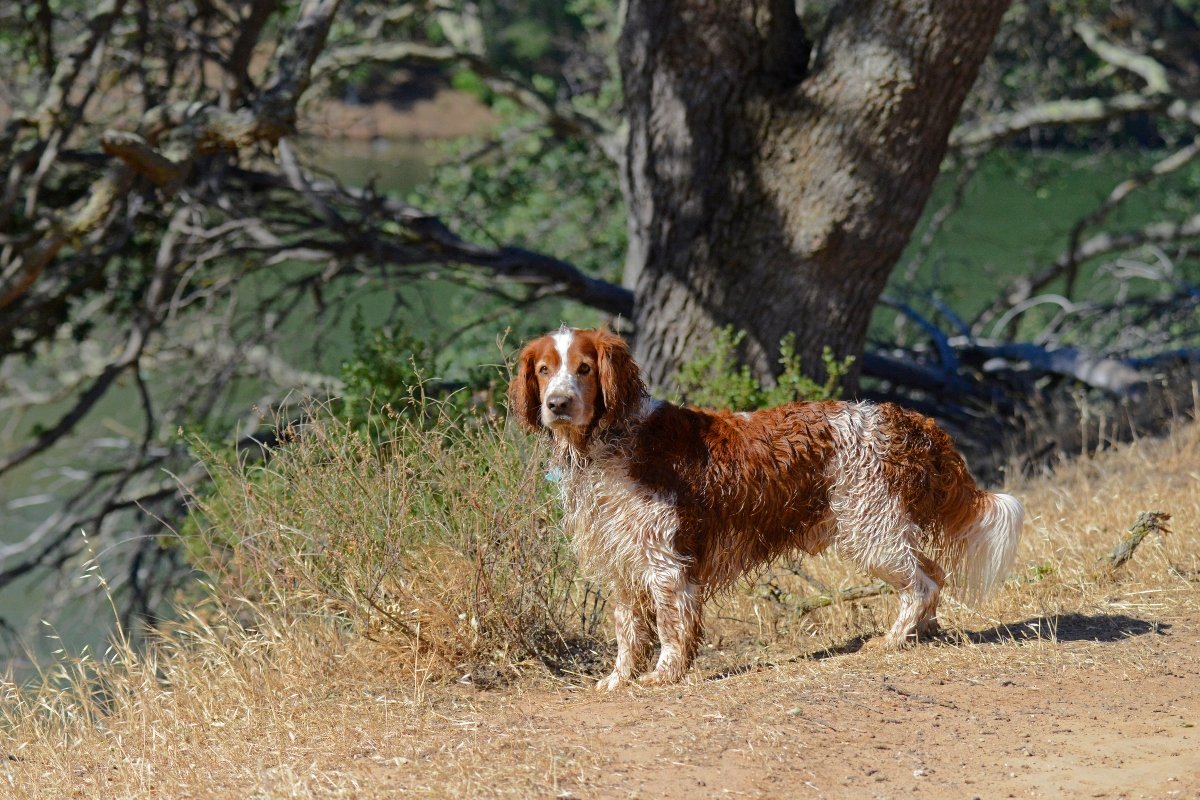 welsh springer spániel