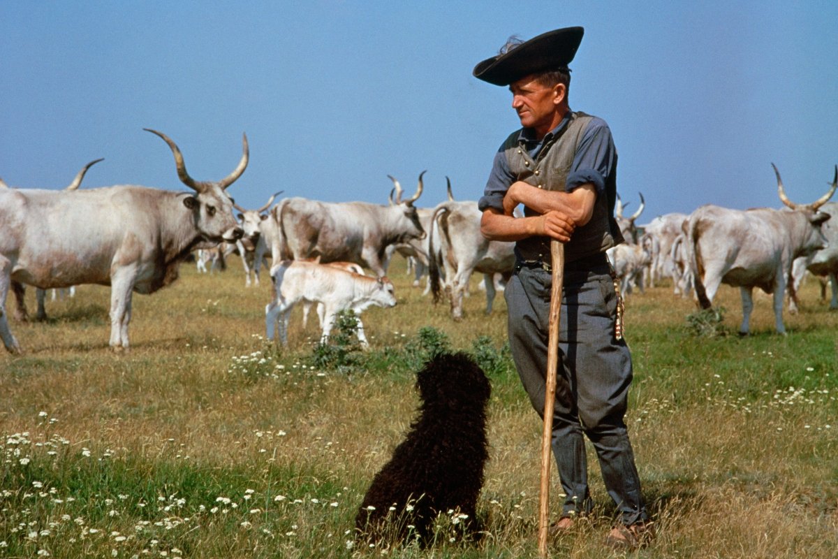 magyar pásztor puli