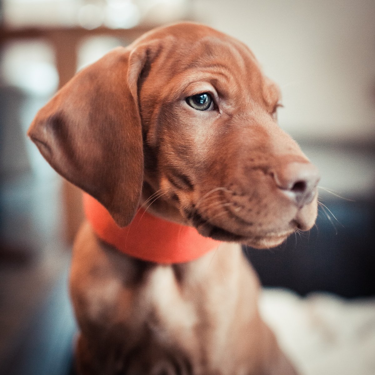 magyar vizsla kölyök 1200 kocka
