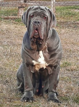 Nápolyi masztiff a Della Grandozza Mastino Kennelből