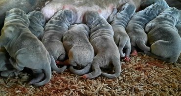 Nápolyi masztiff kölykök a Della Grandozza Mastino Kennelből