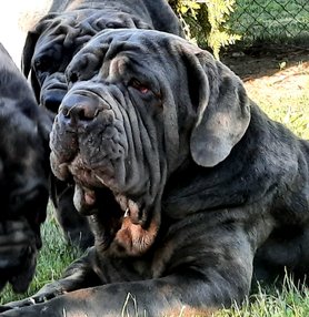 Nápolyi masztiff a Della Grandozza Mastino Kennelből