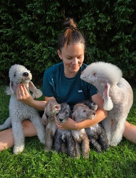 szilfai barbara bedlington terrierekkel