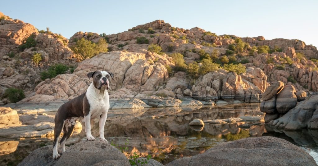 2024_01_amerikai-bulldog-1-1024x535.jpg