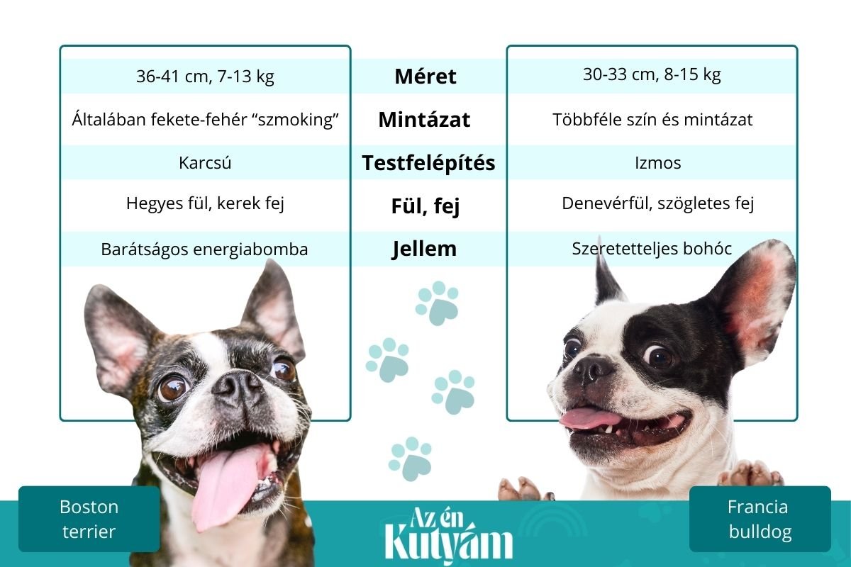 boston terrier és francia bulldog