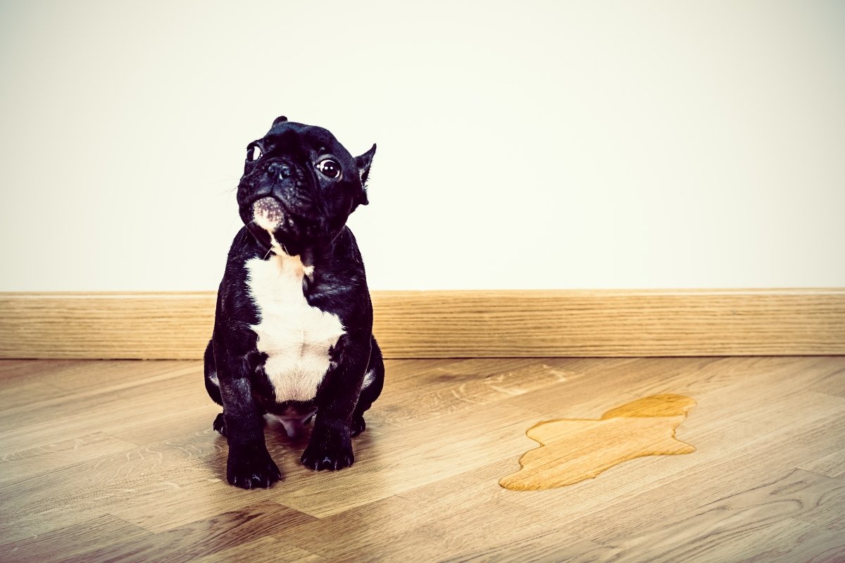 francia bulldog bepisilt