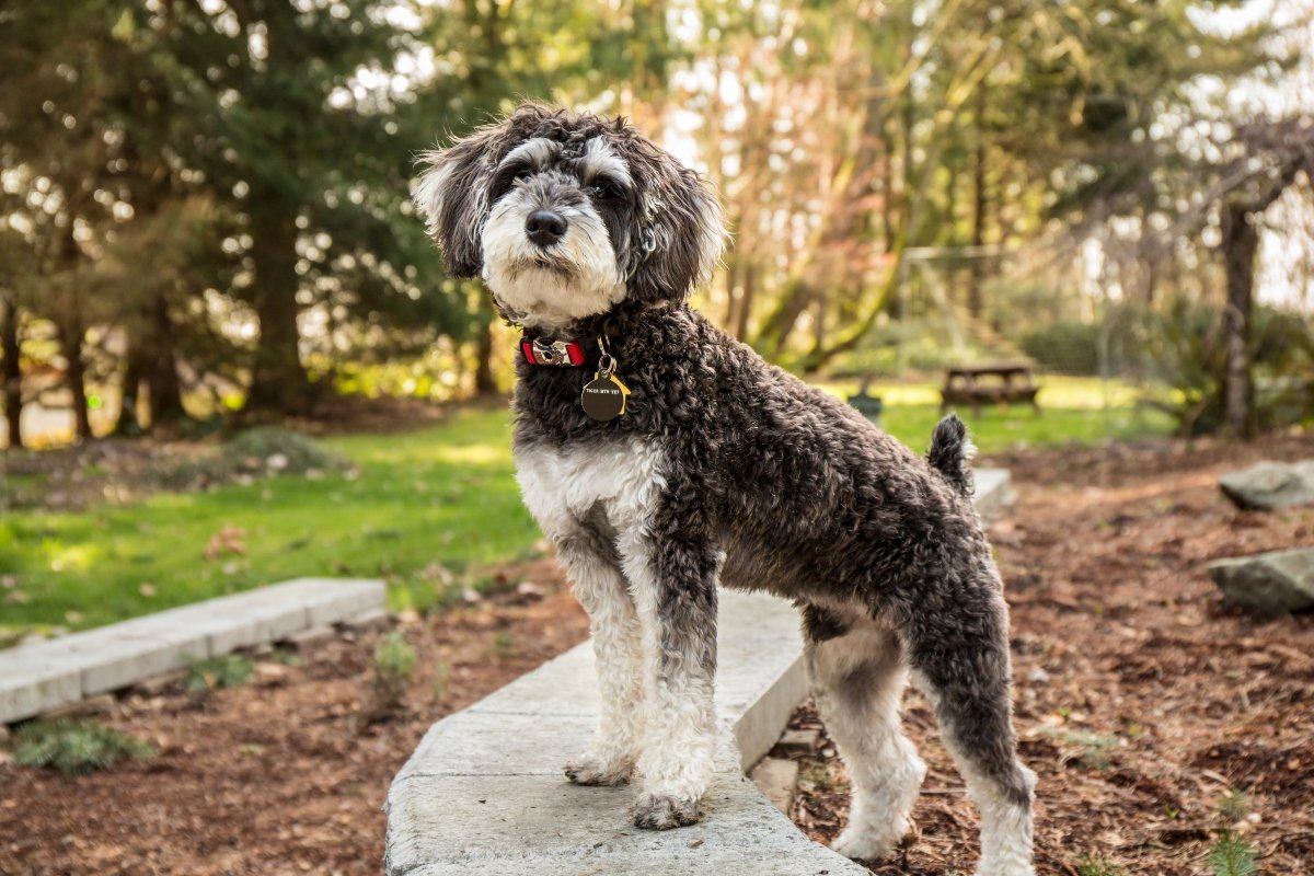 schnoodle designer