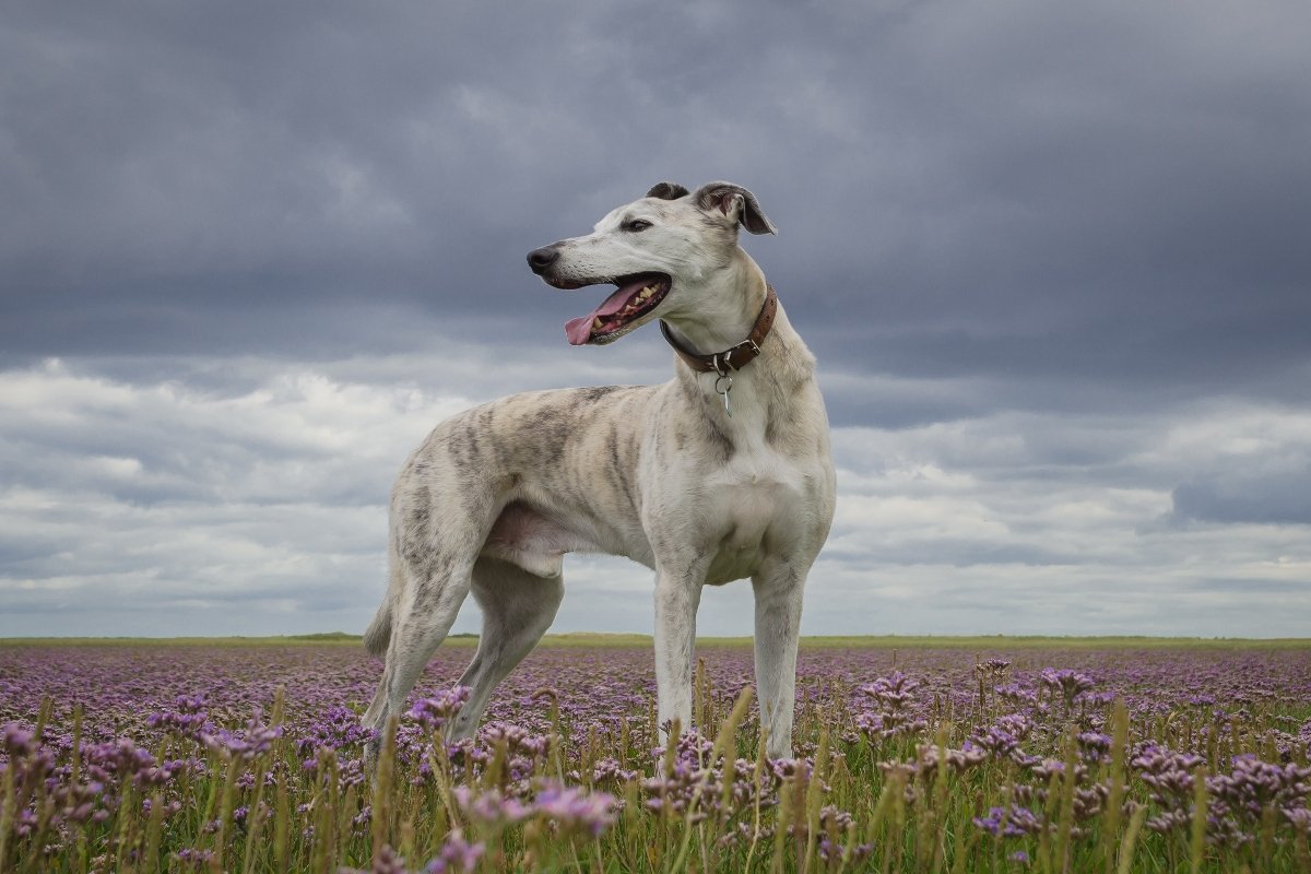 lurcher