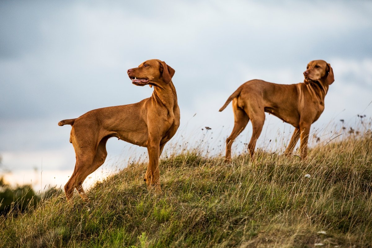 rövidszőrű magyar vizsla