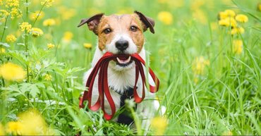 kutya pórázzal a szájában sétál