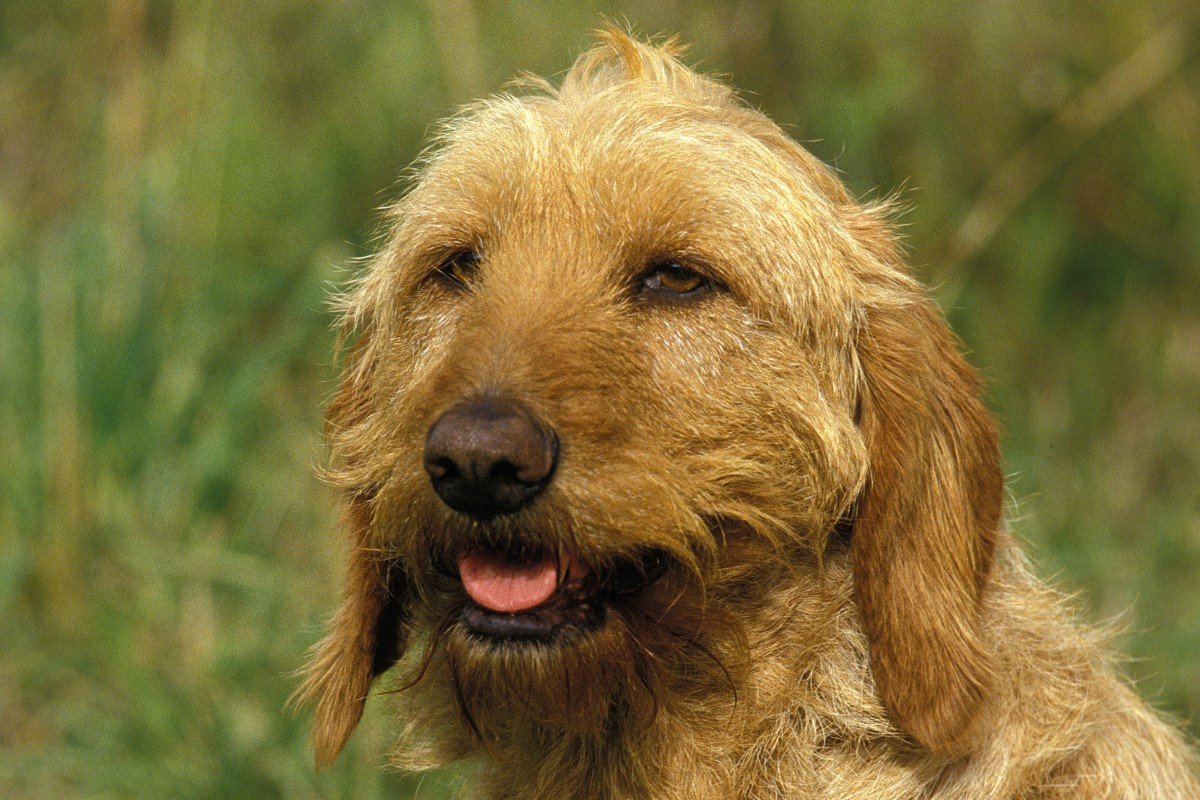 Bretagne-i cserszínű griffon