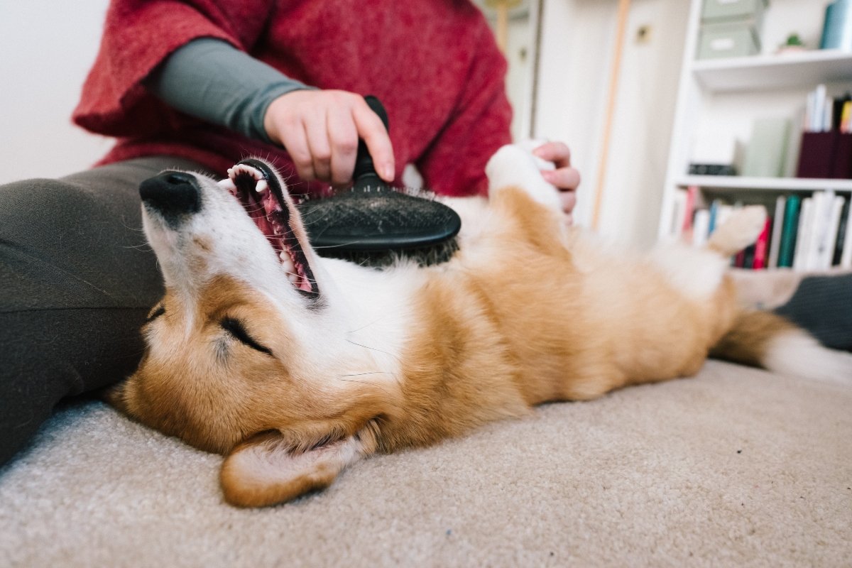 corgi kefél fésül ápol