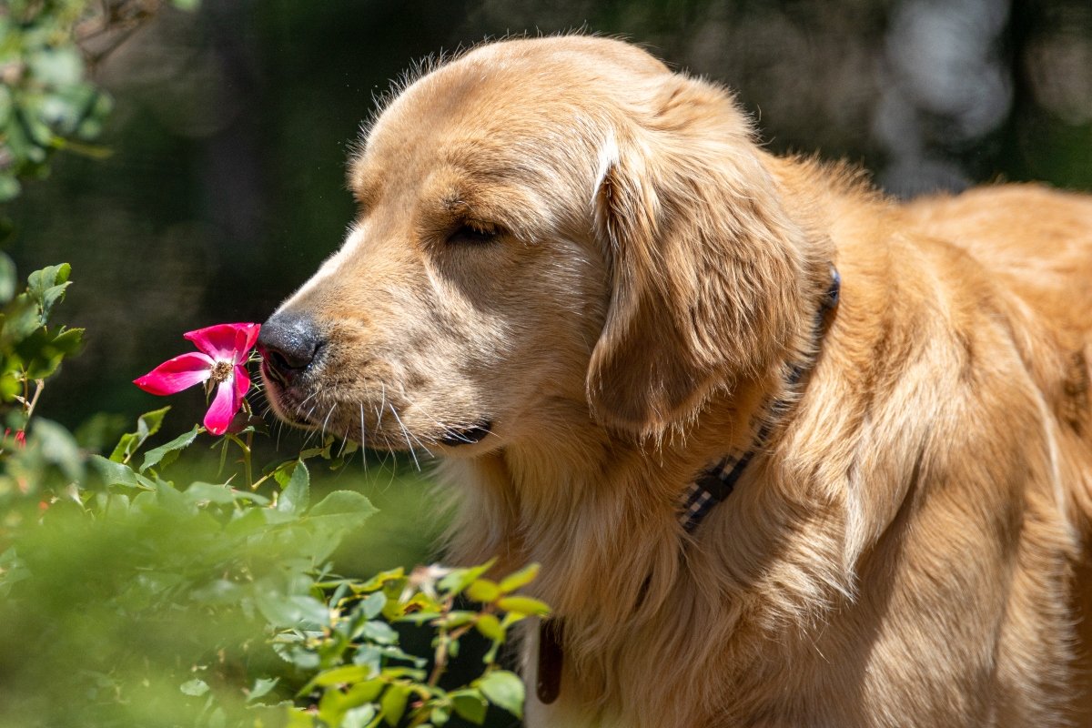 kert rózsa virág golden retriever