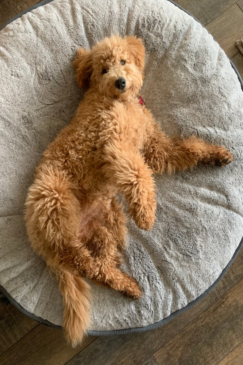 golden doodle designer
