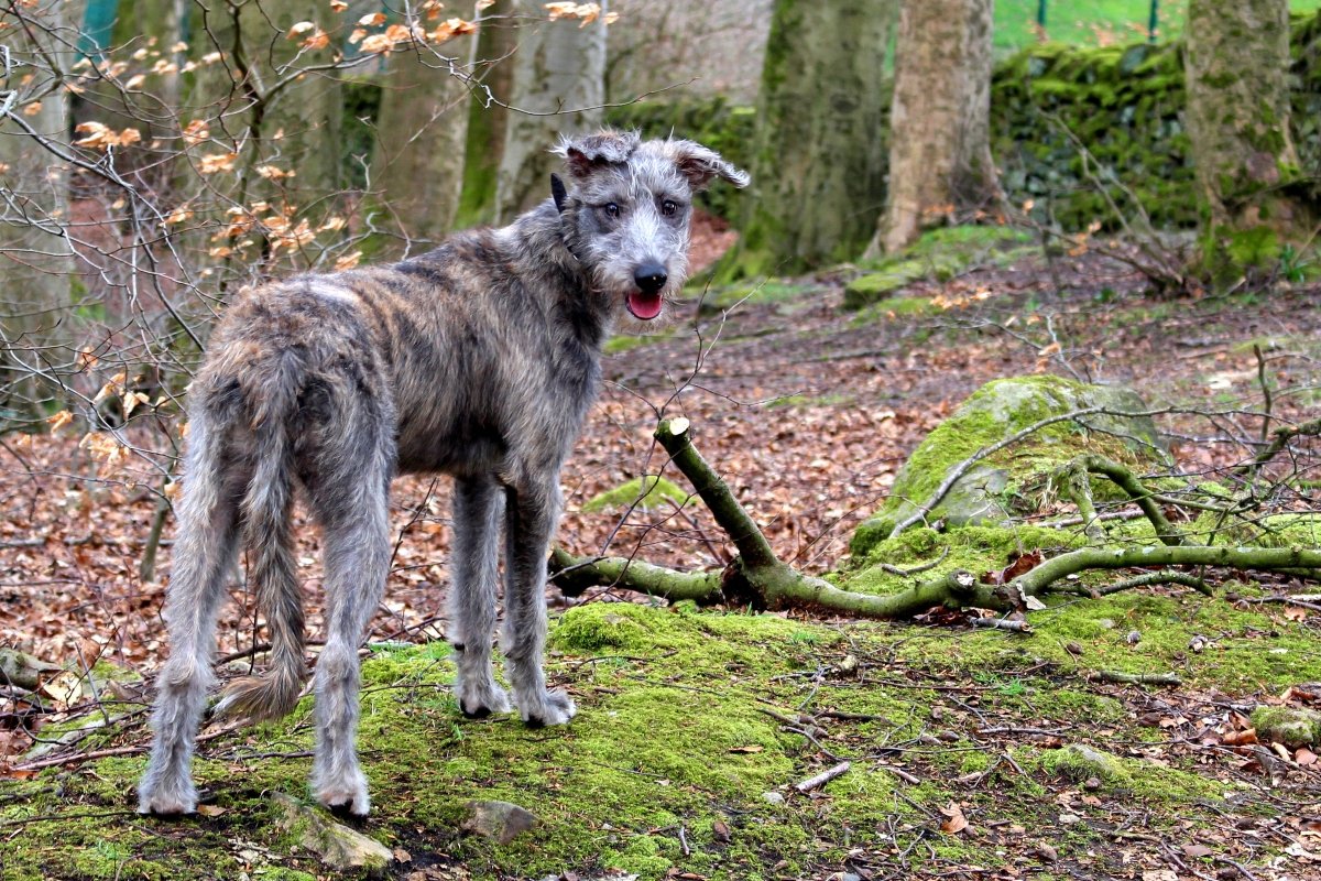 lurcher