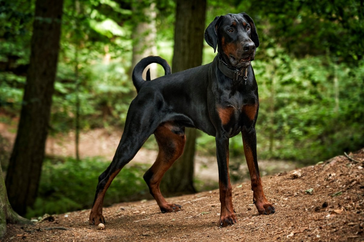 dobermann